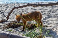 HIER geht's zu den Impressionen mit dem Fuchs vom Weststrand, Juli 2019